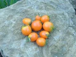 Zaden: tomaat ida gold