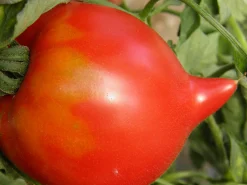 Zaden: tomaat téton de vénus