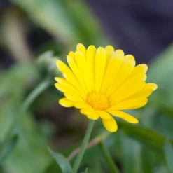 Zaden: veld goudsbloem