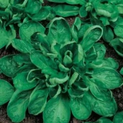 Zaden: veldsla coquille de louviers