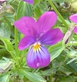 Zaden: viooltje wild