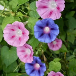 Zaden: winde gemengd