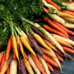 Zaden: wortel gemengd