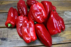 Zaden: zachte paprika uit spanje