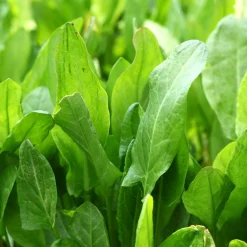 Zaden: zuring uit belleville