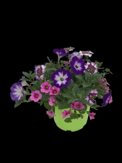 Zomerse bloeitrio p17